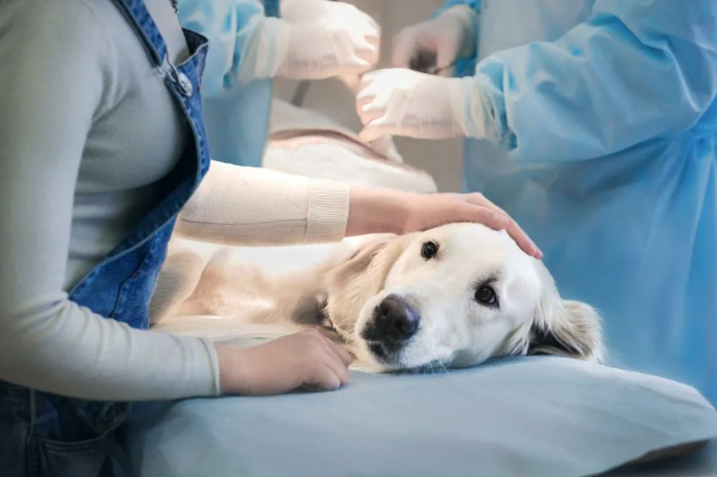 Top 6 Signs Your Pet Needs Immediate Help from an Emergency Vet Clinic in Dubai